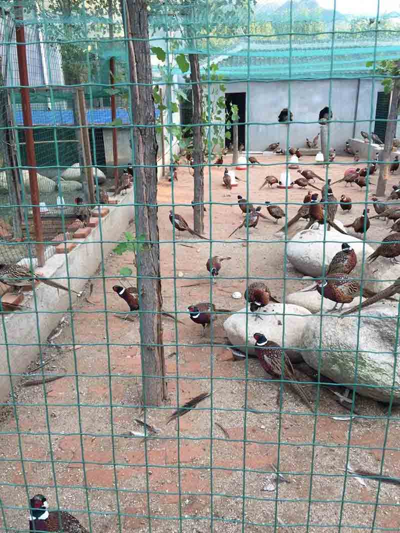 养鸡围栏网